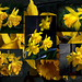 Daffodils' Time to Shine.