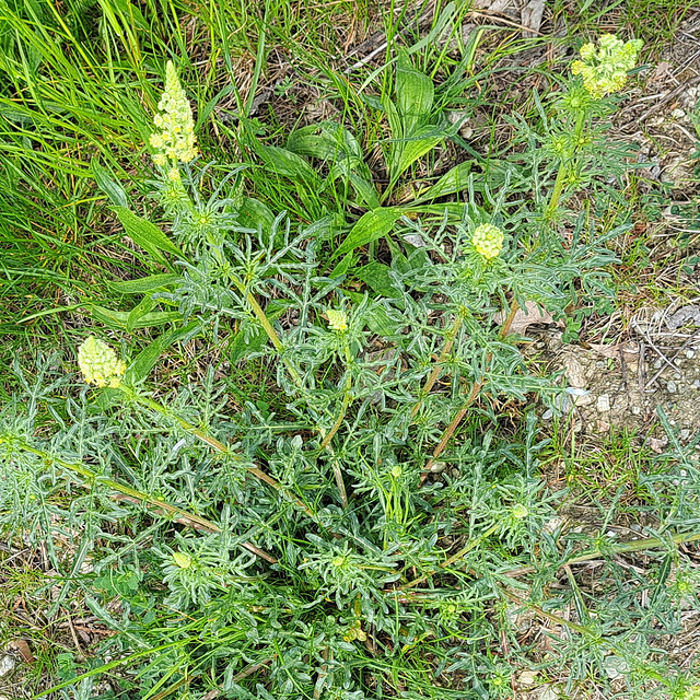 Gelber Wau (Reseda lutea) / Gelbe Resede