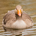 Greylag goose