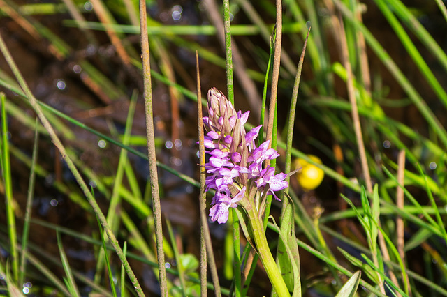 Marsh orchid