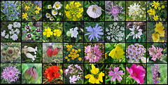 Wildblumen
