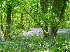 Bluebells in New Park Wood in early June 2008