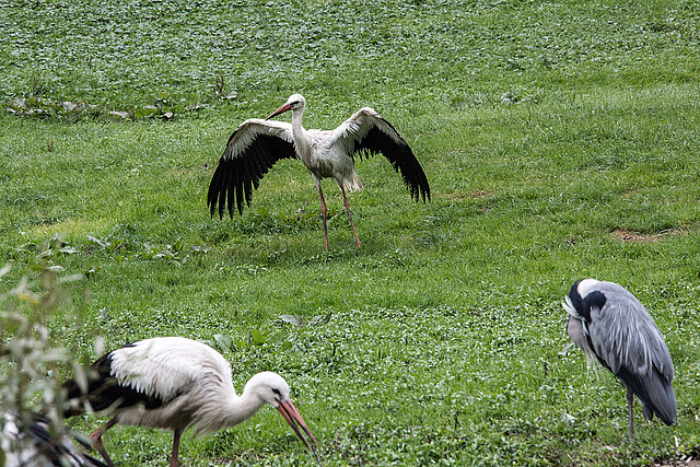 20160812 2171VRAw [D~ST] Weißstorch (Ciconia ciconia), Graureiher (Ardea cinerea), Zoo Rheine