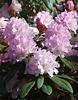 Rhododendron 'Rosa Mundi'