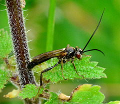 Ichneumon Wasp ??