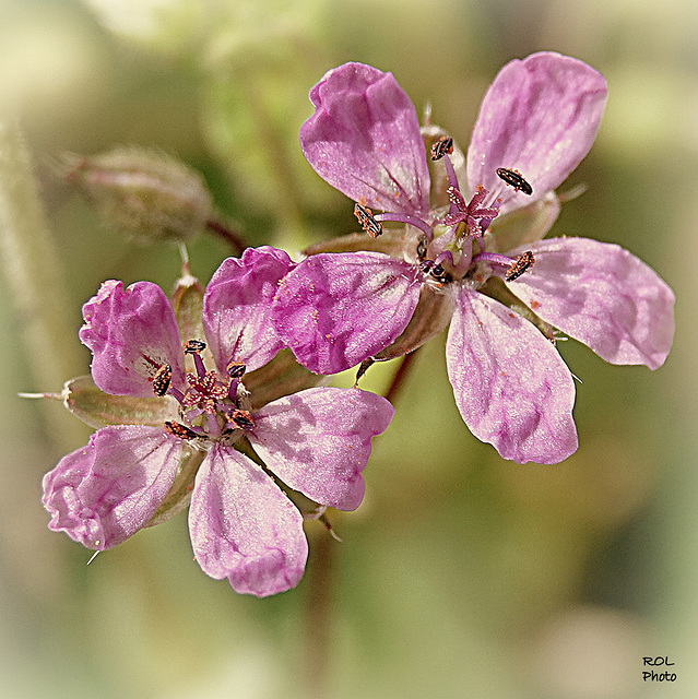 On vient de s'ouvrir timidement, nous sommes des petites fleurs que vous ne voyez même plus......!~ 5 mm