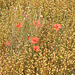 Poppies in among the Flax - Bishopstone - 3 8 2019