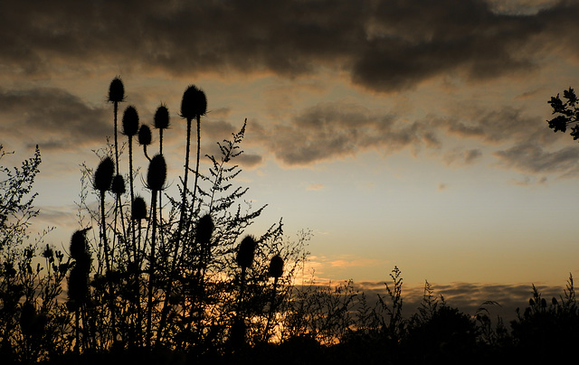 Dipsacus Sunset          (2)