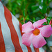 Flag an flower