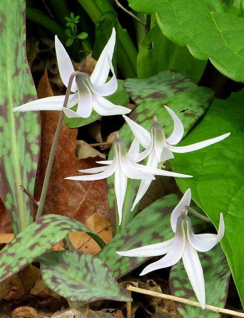 White Trout lily