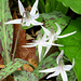 White Trout lily