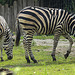20210729 2159CPw [D~OS] Chapman-Zebra, Zoo Osnabrück
