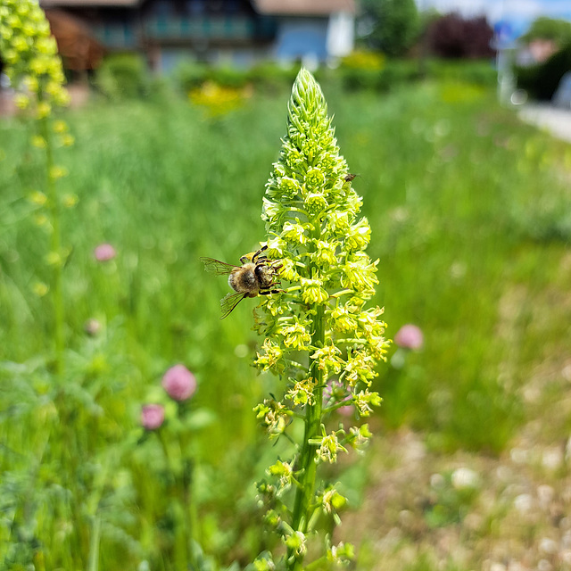 Gelber Wau (Reseda lutea) / Gelbe Resede