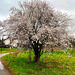 Der Frühling kommt