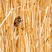 Reed bunting