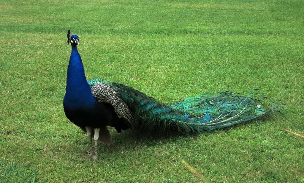 L.A. County Arboretum (1059)