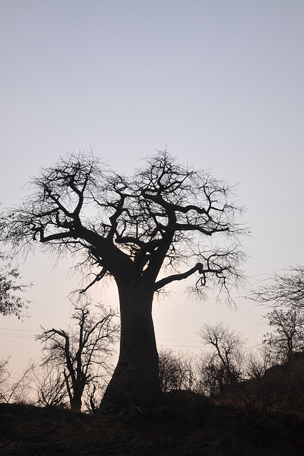 Baobabo. Landlimo de Ngoma