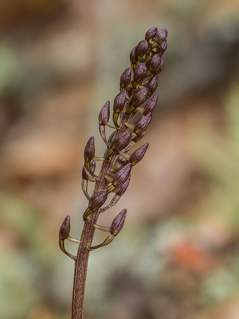 Tipularia discolor (Crane-fly orchid)