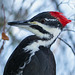 Pileated Woodpecker female