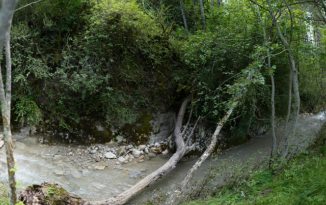 souche sur le ruisseau, Castellane