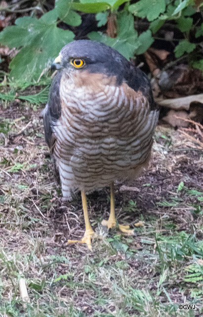 Waiting for breakfast under the bird feeder!