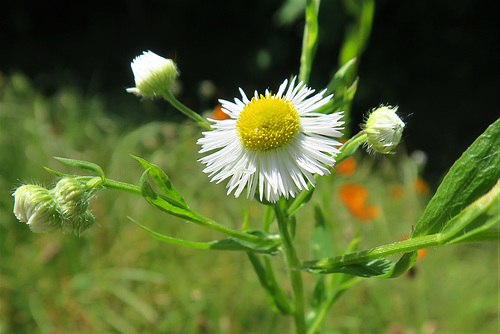 Vergerette annuelle = Erigeron annuus, Astéracées (Rhône, France)