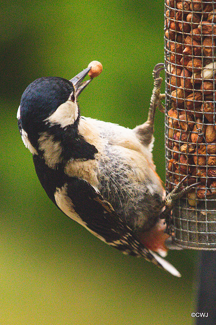 A rather bedraggled Greater Spotted Woodpecker helping itself to a peanut.