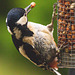 A rather bedraggled Greater Spotted Woodpecker helping itself to a peanut.