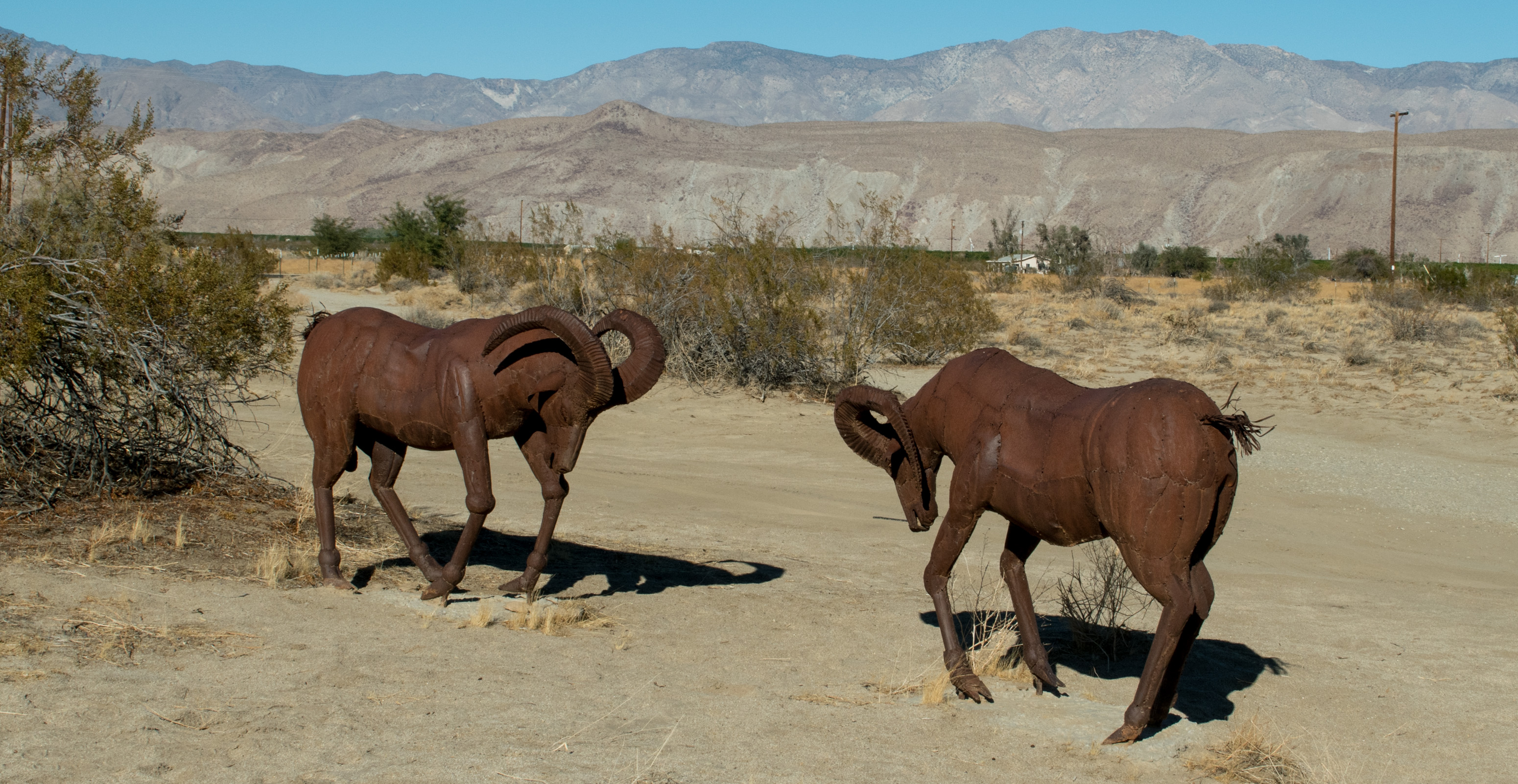 Borrego Springs, CA bighorn sheep sculptures (#  0628)