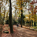 Herbstlicher Rombergpark (Dortmund-Brünninghausen) / 8.11.2020