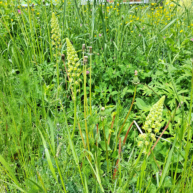 Gelber Wau (Reseda lutea) / Gelbe Resede