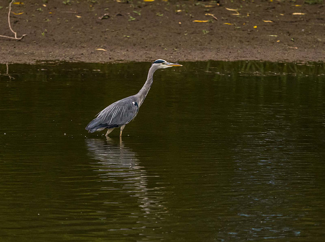 Heron