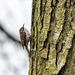 Tree creeper