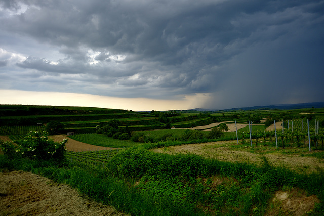 Kaiserstuhl bei Bahlingen