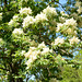 Bulgaria, Blagoevgrad, Catalpa Flowers on the Tree in the Park of Bachinovo
