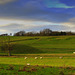 January Cows