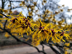 Chinesische Zaubernuss (Hamamelis mollis)