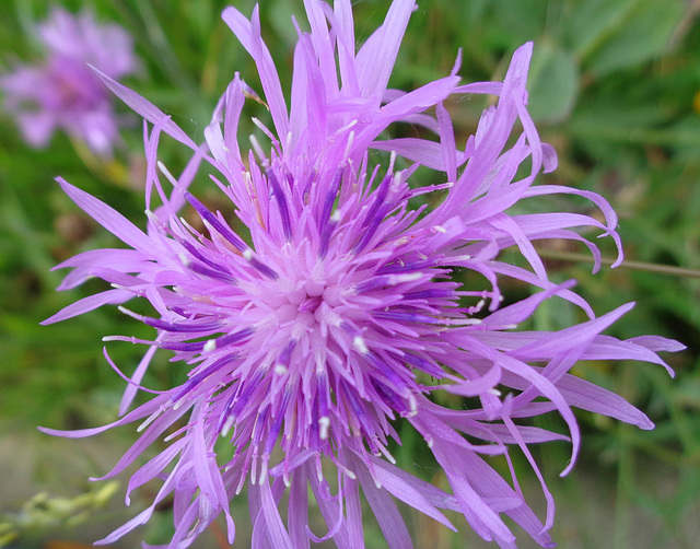 Centauria montana