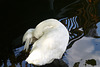 Schlafender Schwan - Sleeping swan
