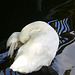 Schlafender Schwan - Sleeping swan