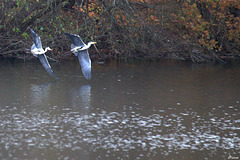 Poursuite de hérons