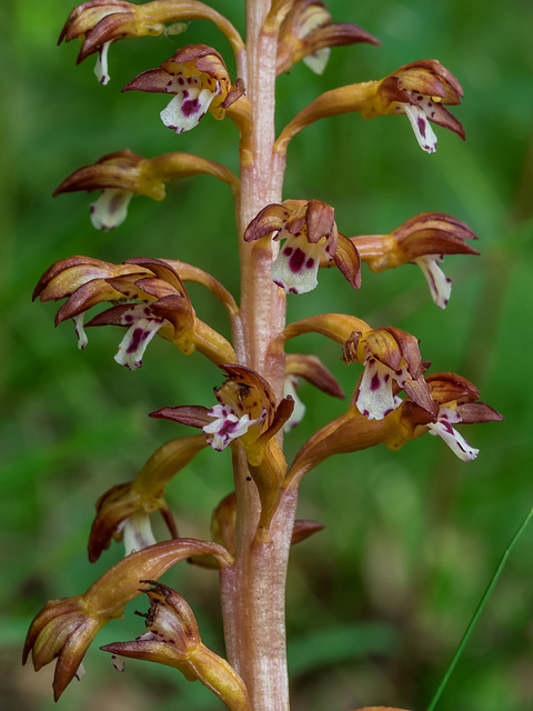 Corallorhiza maculata var. maculata (Summer Coralroot orchid or Spotted Coralroot orchid)