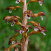 Corallorhiza maculata var. maculata (Summer Coralroot orchid or Spotted Coralroot orchid)