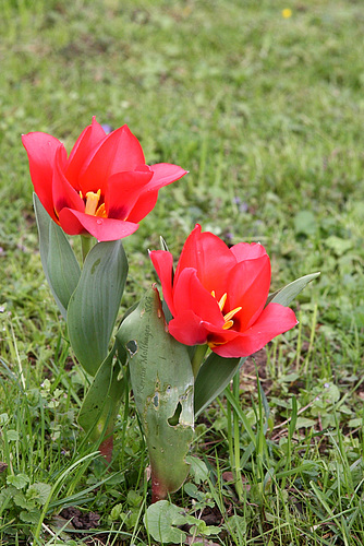 Tulpen