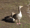 Greylag geese