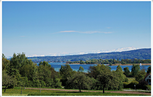 Am Untersee bei Radolfzell mit Alpsteinmassiv (Säntis)