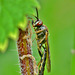 Diadegma Insulare. Wasp. Ichneumonidae family *
