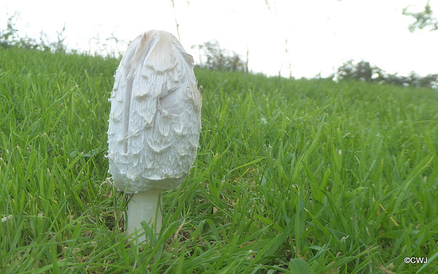 Possibly the last Shaggy Inkcap of the season.