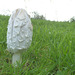 Possibly the last Shaggy Inkcap of the season.