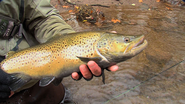 Nice Brown Trout